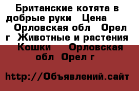 Британские котята в добрые руки › Цена ­ 100 - Орловская обл., Орел г. Животные и растения » Кошки   . Орловская обл.,Орел г.